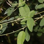 Desmodium procumbens leaf picture by Nelson Zamora Villalobos (cc-by-nc)