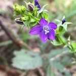 Triodanis perfoliata flower picture by Tim Rutland (cc-by-sa)