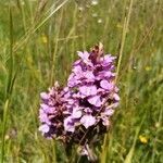 Dactylorhiza praetermissa flower picture by Jason Fiant (cc-by-sa)