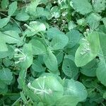 Lonicera caprifolium habit picture by angela (cc-by-sa)