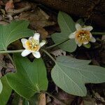 Passiflora holosericea flower picture by Nelson Zamora Villalobos (cc-by-nc)