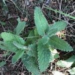 Nepeta caerulea leaf picture by Diego Alex (cc-by-sa)