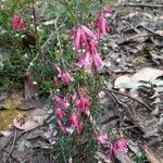 Epacris impressa flower picture by Andrew Mountford (cc-by-sa)