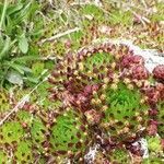 Sempervivum globiferum leaf picture by Reinhard Bachmann (cc-by-sa)