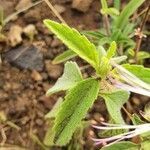 Ocimum filamentosum leaf picture by susan brown (cc-by-sa)