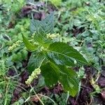 Mercurialis annua leaf picture by viviane b chaumeton (cc-by-sa)