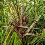 Carex frankii fruit picture by Straka Kelli (cc-by-sa)