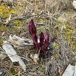 Orobanche latisquama leaf picture by Sastre Oriol (cc-by-sa)