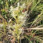 Habenaria helicoplectrum flower picture by susan brown (cc-by-sa)