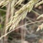 Festuca arvernensis flower picture by Alain Lagrave (cc-by-sa)