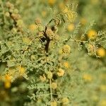 Vachellia caven flower picture by Muzzachiodi Norberto (cc-by-sa)