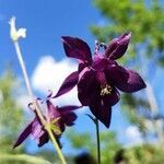 Aquilegia atrata flower picture by Willy Gassner (cc-by-sa)