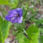 Campanula rhomboidalis flower picture by Patrizia (cc-by-sa)