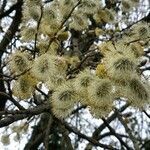 Salix caprea fruit picture by L dVL (cc-by-sa)