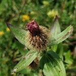 Centaurea uniflora fruit picture by patrizia lanna (cc-by-sa)