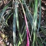 Billbergia nutans flower picture by Trap Hers (cc-by-sa)