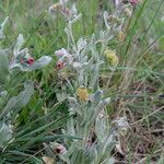 Pardoglossum cheirifolium habit picture by John Walsh (cc-by-sa)