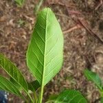 Calycophyllum spruceanum leaf picture by Vinicius Castro Souza (cc-by-sa)