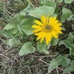 Balsamorhiza sagittata flower picture by Jennifer MacDonald (cc-by-sa)