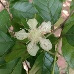 Campomanesia xanthocarpa flower picture by Makoto Makoto (cc-by-sa)