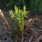 Amsonia tabernaemontana leaf picture by Eylisia (cc-by-sa)