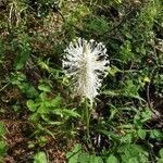 Plantago media flower picture by Gilles Luciani (cc-by-sa)