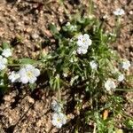 Cryptantha clevelandii flower picture by mauhum1980 (cc-by-sa)