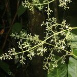 Amyris brenesii habit picture by Nelson Zamora Villalobos (cc-by-nc)