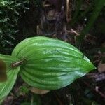 Liparis caulescens leaf picture by Hugo SANTACREU (cc-by-sa)