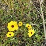 Coreopsis leavenworthii flower picture by William Wattles (cc-by-sa)