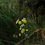 Euphorbia biumbellata habit picture by Paul FRANCK (cc-by-sa)