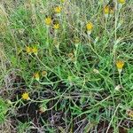 Hirpicium diffusum habit picture by susan brown (cc-by-sa)