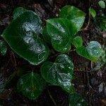 Hedera canariensis leaf picture by Silvan Rummeny (cc-by-sa)