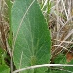 Eryngium planum leaf picture by Hustooo (cc-by-sa)