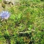 Jasione laevis habit picture by Alain Bigou (cc-by-sa)