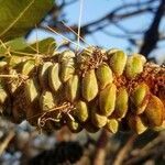 Banksia integrifolia fruit picture by ian connop (cc-by-sa)