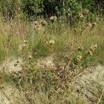 Cirsium ferox habit picture by Alain Bigou (cc-by-sa)