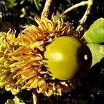 Quercus ithaburensis fruit picture by David Braun (cc-by-sa)