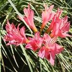 Alstroemeria ligtu flower picture by Ortiz Manuel (cc-by-sa)