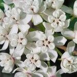 Asclepias variegata flower picture by Pamela Pinkston (cc-by-sa)