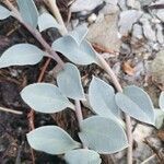 Mertensia maritima leaf picture by Bart Demeestere (cc-by-sa)