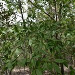 Casearia praecox habit picture by Nelson Zamora Villalobos (cc-by-nc)