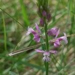 Polygala comosa flower picture by Béatrice Escande (cc-by-sa)