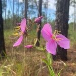 Rhexia alifanus flower picture by Justin Booher (cc-by-sa)