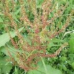 Rumex obtusifolius flower picture by François Zweiacker (cc-by-sa)