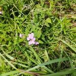 Lantana montevidensis habit picture by Chris Griggs (cc-by-sa)