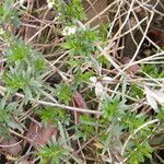 Iberis sempervirens habit picture by Philippe FOURTIER (cc-by-sa)