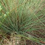 Juncus inflexus leaf picture by Mickael Caceres (cc-by-sa)