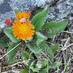 Pilosella aurantiaca habit picture by Alexandre Labbe (cc-by-sa)