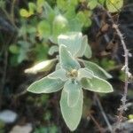 Phlomis fruticosa leaf picture by Agnieszka Kubit (cc-by-sa)